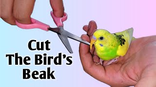 How To Trim a Budgies Beak Avoid These Common Mistakes When Trimming Your Budgies Beak [upl. by Eiramit115]