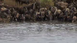 B1 Crocodlie Attacks Wildebeest Along the Grumeti River [upl. by Borg760]