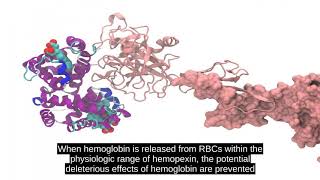 Haptoglobin [upl. by Shaia]