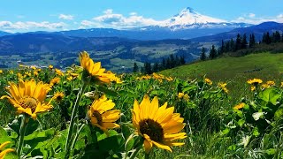 Relaxing Meadow with Ambient Nature Sounds Wildflowers and Mountain View  8 Hours [upl. by Akirdnwahs]