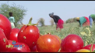 LAGRICULTURE AU SENEGAL  CULTURE DE LA TOMATE [upl. by Zuliram]