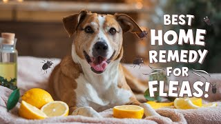 Best Home Remedy for Fleas on Dogs Natural Solutions That Work Fast [upl. by Chong864]