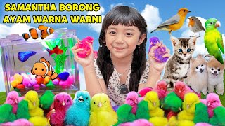 SAMANTHA BORONG AYAM LUCU WARNA WARNI IKAN CUPANG BURUNG DI PASAR HEWAN [upl. by Lachman]