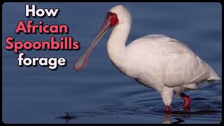 HOW AFRICAN SPOONBILLS FORAGE [upl. by Bresee326]