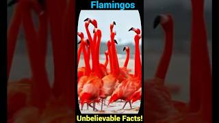 Flamingos Unbelievable Facts You Never Knew [upl. by Hanaj894]