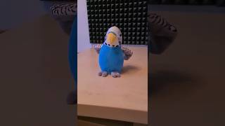 Der sprechende Papagei 🦜 Papagei lustig comedy [upl. by Mortimer]