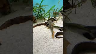 Julio pleco L14 sunshine music backstreetboys pop acuarium trending fish pleco fishing [upl. by Frasco]