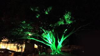 Cottage Health  Morton Bay Fig Tree Lighting  Holiday Greeting [upl. by Laurie]