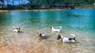 Four Jack Russell Terriers on a Fishing Trip [upl. by Atsillac]