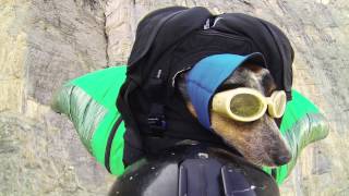 Worlds First Wingsuit BASE Jumping Dog [upl. by Kant]