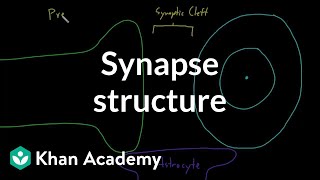 Synapse structure  Nervous system physiology  NCLEXRN  Khan Academy [upl. by Atinreb55]