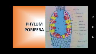 Phylum Porifera Sponges [upl. by Eeresid982]