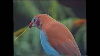 Doug waxbill 3 part B [upl. by Dimond168]