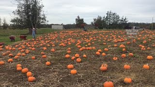 Fall means more than just pickin’ pumpkins at Willetta Farm [upl. by Iridissa922]