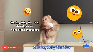 Monkey Baby Nui Nui already asleep everyone sleep yet [upl. by Evelin]