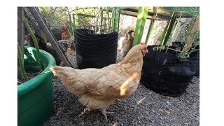 Fat Guy and His Backpack Broody Backyard Chickens [upl. by Deloris]