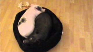 Mini Pigs Prissy and Bomber are the Real Yin Yang [upl. by Muryh]