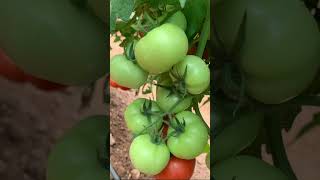 Syngenta India ltd Tomato SAAHO contact Srinivasa seeds Vijayawada cell 9963934488 agriculture [upl. by Hannie]