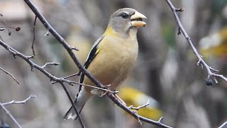 Gros becs errants chant  Evening Grosbeak song [upl. by Lihp]