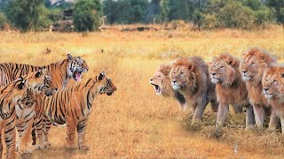 When Tigers And Lions Face Each Other [upl. by Richma]