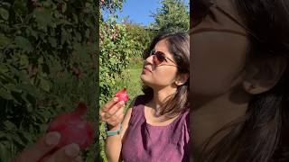 Plum കേക്കിൽ plum ഇല്ലത്രെ🤔 😂Plum plucking 🍒 norway trending minivlog malayalam [upl. by Neelahs]