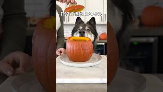 The Perfect Pumpkin Treat For Dogs [upl. by Aicilyhp]