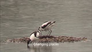 Avocets Recurvirostra avosetta  From mating to new life [upl. by Bourgeois]