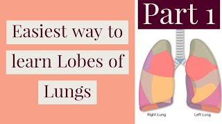 Easiest way to learn lobes of lungs Introduction to respiratory system [upl. by Fe]