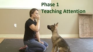 How to Train a Dog to Pay Attention K91com [upl. by Eletnahc]