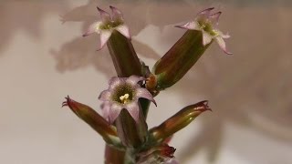 My Adromischus cooperi and Haworthia attenuata succulent plants in dainty flower [upl. by Ahrat]