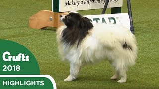 NOPE Papillon refuses the Agility course at Crufts 2018 [upl. by Isabella]