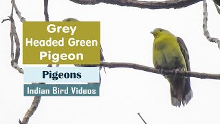 Grey Fronted Green Pigeon Treron affinis indianbirds birds pigeon [upl. by Absa]