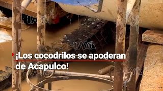 ¡COCODRILO A LA VISTA  Por inundaciones estos animales llegan a zonas pobladas de Acapulco [upl. by Onivla]