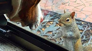 Eichhörnchen tippt jeden Tag ans Fenster  8 Jahre später erkennt die Familie was es zeigen wollte [upl. by Gilbertine266]