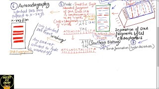 PART33 PROBES AND AUTORADIOGRAPHY DNA FINGERPRINTINGCHAPTER 6 NCERT CLASS 12TH BIOLOGY [upl. by Nylazor]