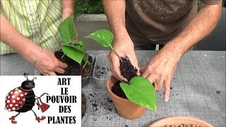 Conseils jardinage Pothos scindapsus Comment faire une bouture et arrosage Plante verte [upl. by Tiana351]