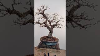 Hawthorn bonsai tree bonsai hawthornbonsai [upl. by Hairahs619]