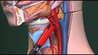 Hypoxia 14 Physiological response to hypoxia [upl. by Ycniuqed]