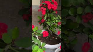 Euphorbia ♥️♥️youtubeshorts flowers reels naturephotography garden houseplants shorts [upl. by Adnouqal]