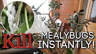 How to Kill Mealybugs INSTANTLY ☠️ Easy DIY Solution [upl. by Ellimaj]