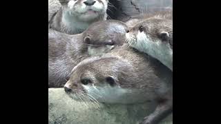 Otter Family Cuddling otters otter zoo paradisewildlifepark animals babyotter [upl. by Hpeseoj]