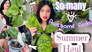 Collective Houseplant Haul  Summer 2024 🪴 [upl. by Leanard307]