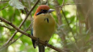 Russetcrowned Motmot in Guatemala [upl. by Lilybel]