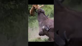 How a buffalo 🦬 attacked on lion 🦁wildlifebuffalolion [upl. by Ainoet]