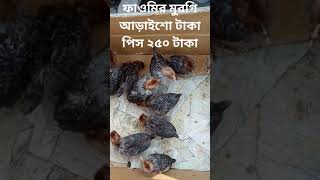 Fawmi Murgi  Pabna Hazir hat  250 taka Pcs [upl. by Nyrmak]