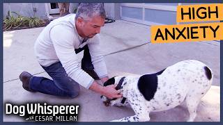 Cesar Millan Breaks Dogs Obsessive Behavior  Dog Whisperer [upl. by Lasko]