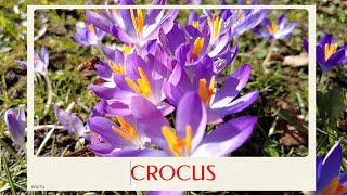 calm journey into the realm of beautiful crocus flowers crocus tour [upl. by Veal]