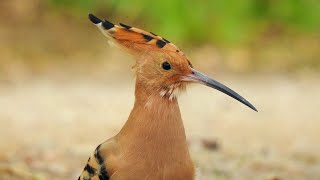 The Hoopoe A Unique Bird with Exceptional Characteristics [upl. by Yrak]