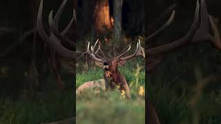 Elk Bugle Sound wapiti rut cervuscanadensis [upl. by Anafetse]