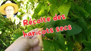 Comment Récolter les Haricots Secs [upl. by Aynnat]